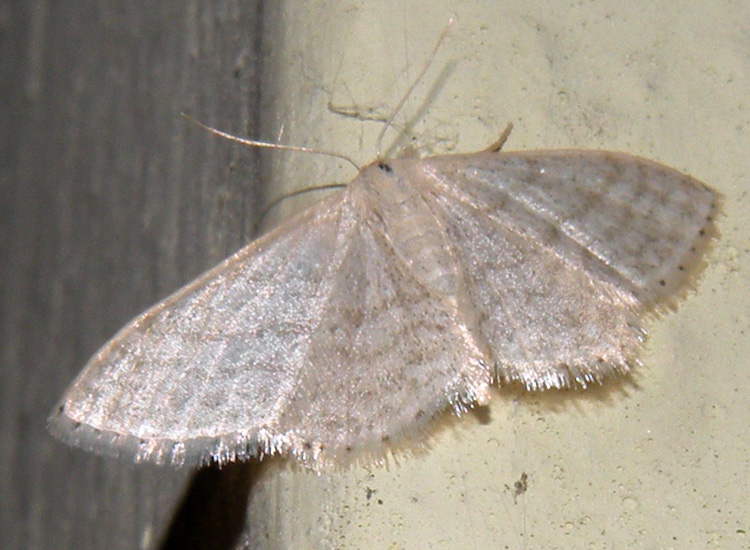 Scopula o Idaea?  Idaea subsericeata